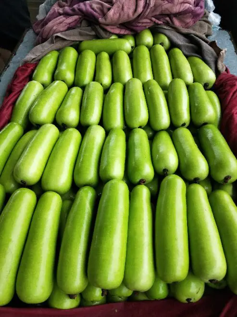 【精选】新鲜瓠瓜瓠子蒲瓜条形好对接市场电商商超