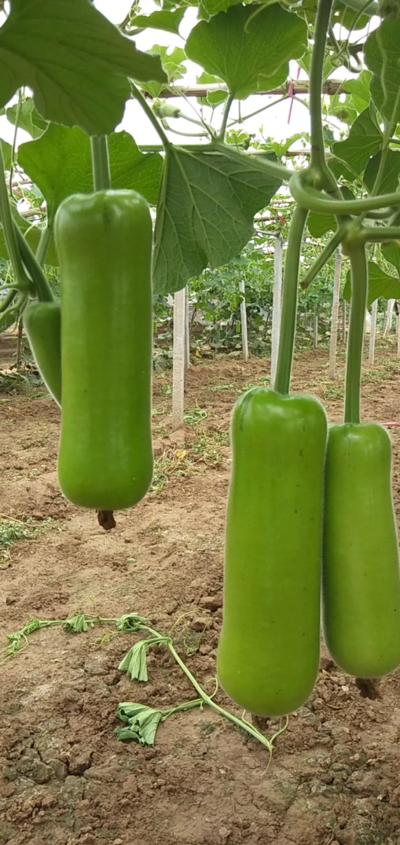 【精选】新鲜瓠瓜瓠子蒲瓜条形好对接市场电商商超