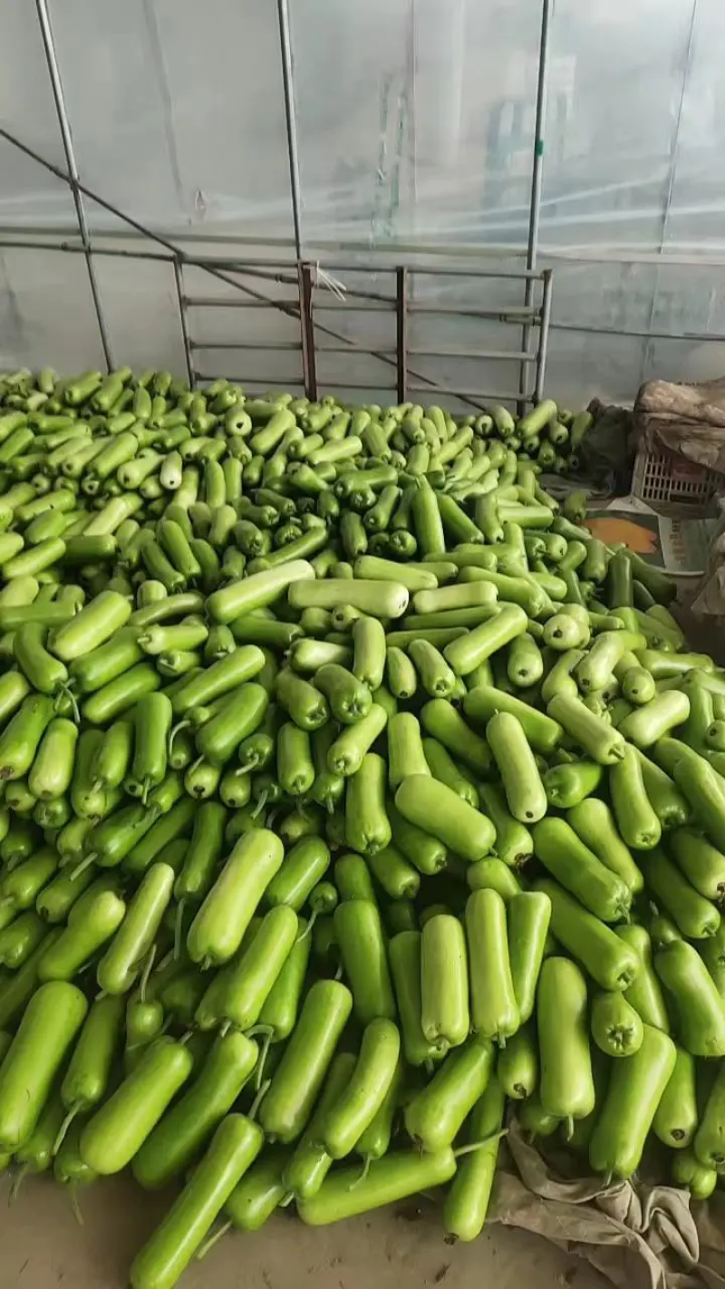 【精选】新鲜瓠瓜瓠子蒲瓜条形好对接市场电商商超