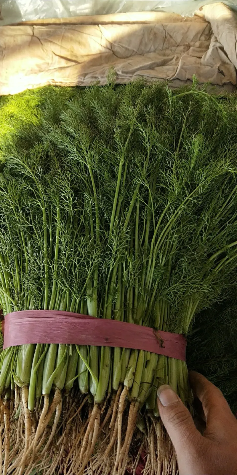 【精选】精品茴香，产地直供，都是现货，走市场，超市必选，