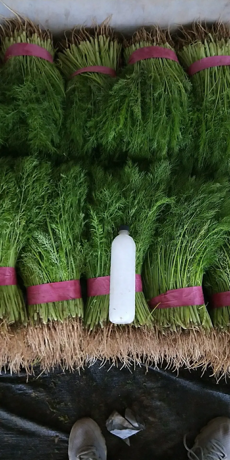 【精选】精品茴香，产地直供，都是现货，走市场，超市必选，