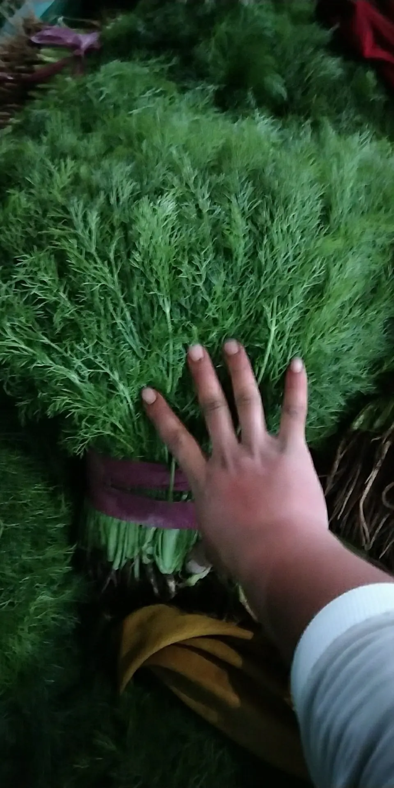 【精选】精品茴香，产地直供，都是现货，走市场，超市必选，