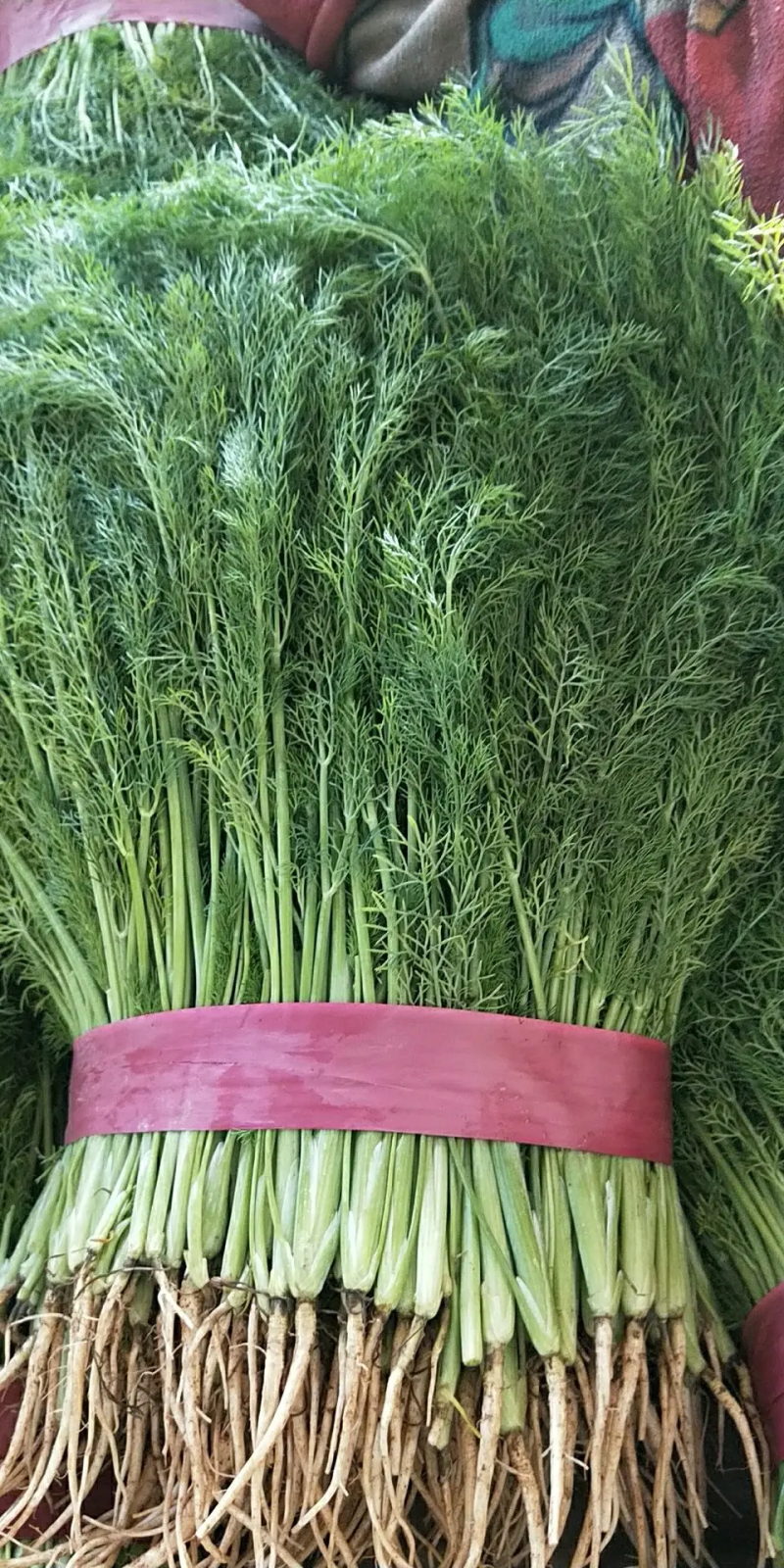 【精选】精品茴香，产地直供，都是现货，走市场，超市必选，