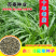 优质高产牧草种子杂交狼尾草种子牛羊猪鸭兔吃