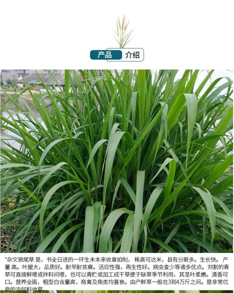 优质高产牧草种子杂交狼尾草种子牛羊猪鸭兔吃