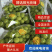 【精品】湖南阳光玫瑰产地直销一手货源欢迎联系咨询