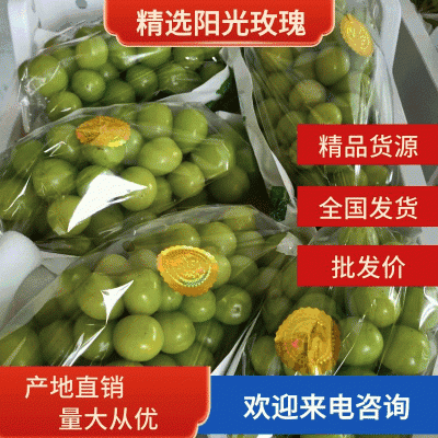 【精品】湖南阳光玫瑰产地直销一手货源欢迎联系咨询