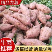 【精品】龙薯九西瓜红产地直供规格齐全一条龙服务