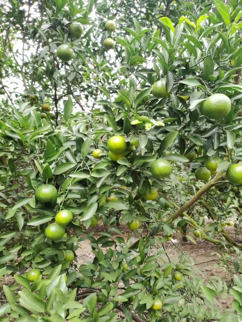 广西广东青皮蜜橘(清香蜜桔)特早熟又叫巴西柑