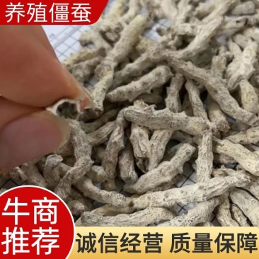 人工养殖僵蚕，精选货，产地直供，质量保证，欢迎联系