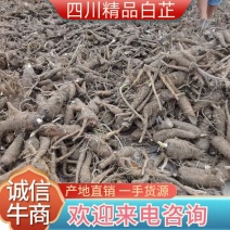 川白芷，无硫选片，各种规格等级，产地直发，质量保证