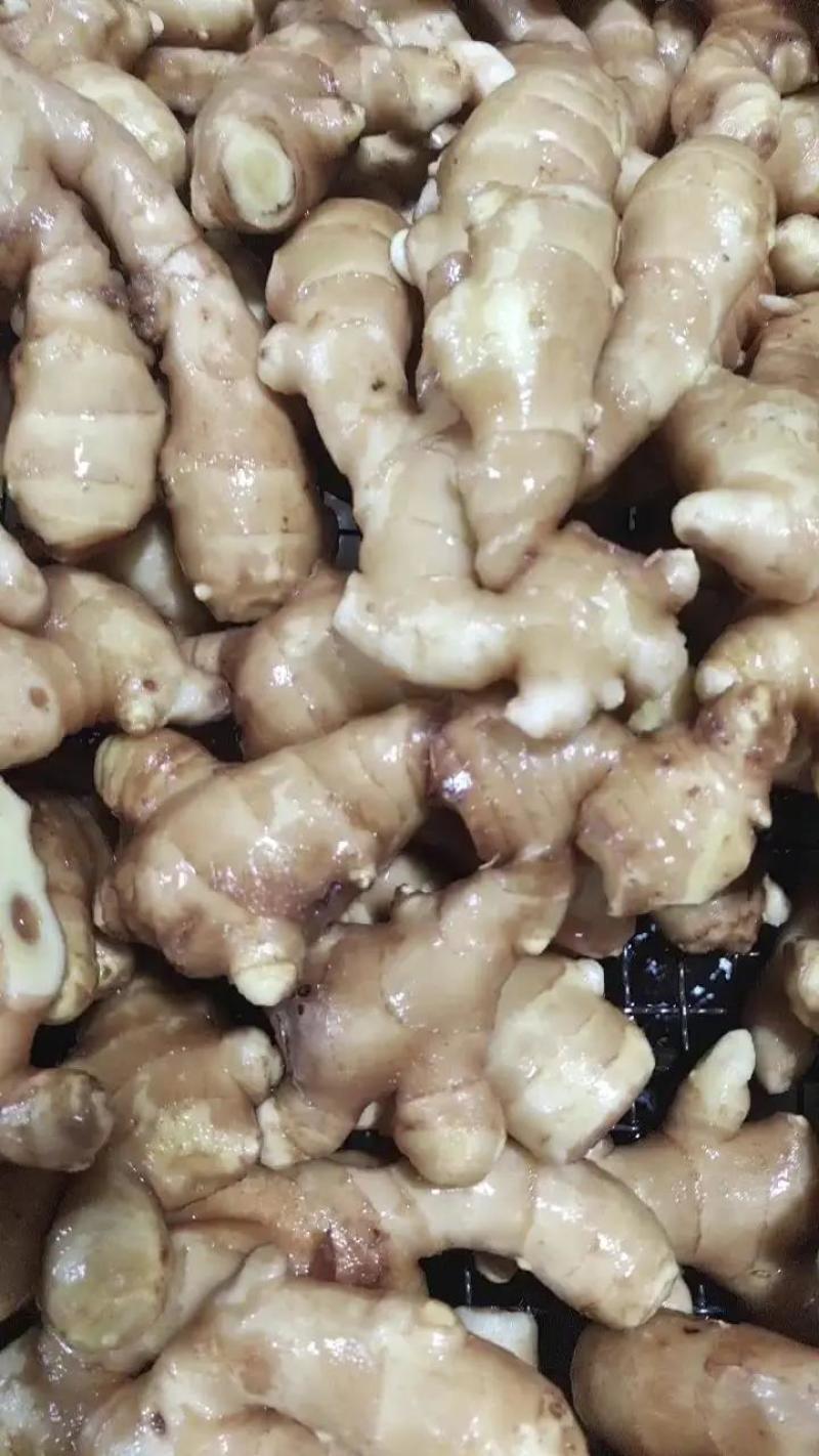优质保鲜风干大黄姜，货源充足稳定，大量批发，欢迎选购