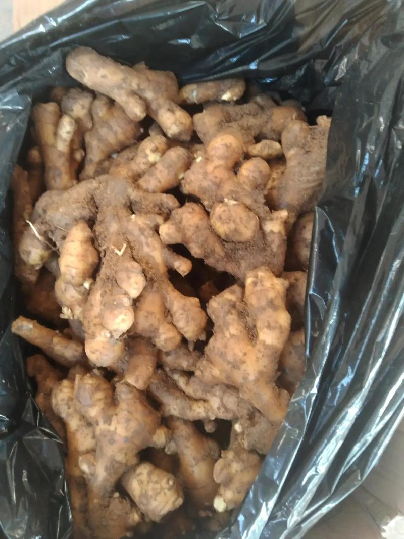优质保鲜风干大黄姜，货源充足稳定，大量批发，欢迎选购