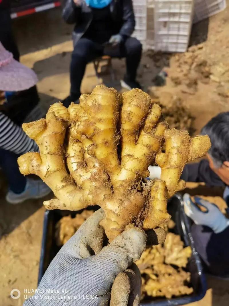 优质保鲜风干大黄姜，货源充足稳定，大量批发，欢迎选购