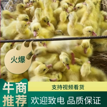 【三花杂交】鹅苗大量出售，量大从优，保质保量