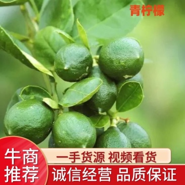 云南青柠檬大量上市电商商超直供皮薄汁多基地采摘直发