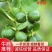 云南青柠檬大量上市电商商超直供皮薄汁多基地采摘直发