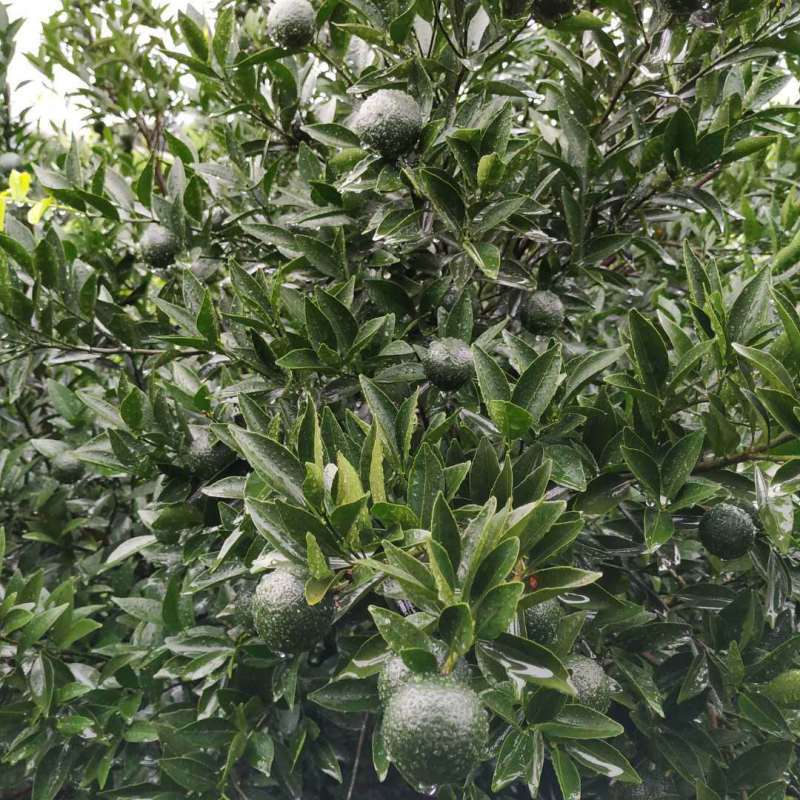 新货库存【一件代发】生晒高性价比新会小青柑普洱茶柑普茶
