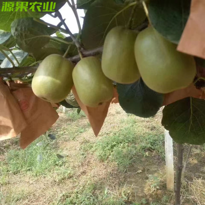5斤红阳红心猕猴桃商品果产地直发售后无忧