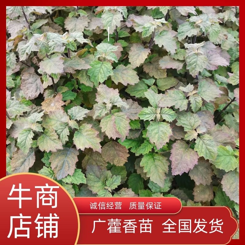 广霍香苗，广霍香种苗，基地直供，人工采挖，大量有货