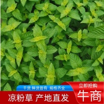 凉粉草苗，凉粉草种苗，新鲜凉粉草，基地直供一手货源