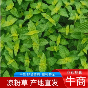 凉粉草苗，凉粉草种苗，新鲜凉粉草，基地直供一手货源