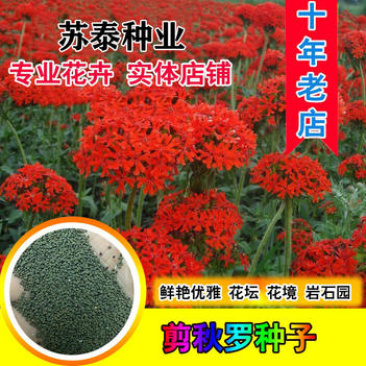 剪秋萝种子多年生剪秋罗花种籽子四季易活庭院阳台盆栽花种子