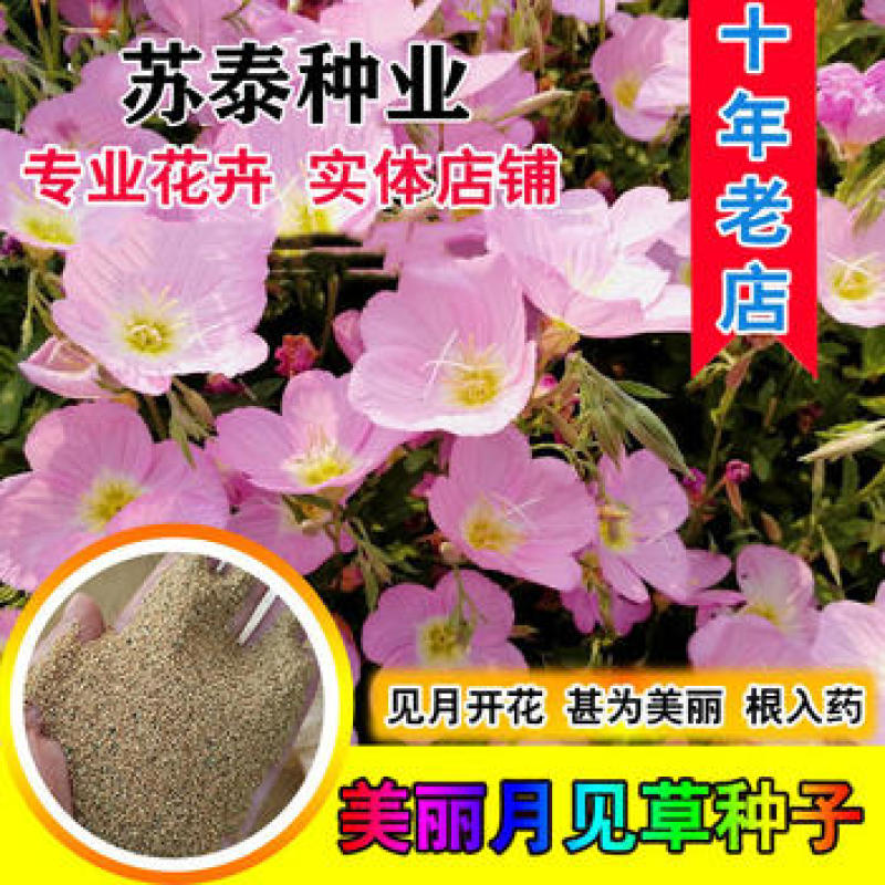 美丽月见草花种籽子多年生花海一年四季开花易活室外庭院见土