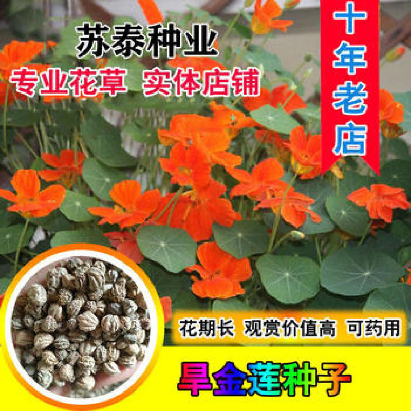 花卉秋天多年生矮生花草植物金莲花旱金莲种子四季易种易活花