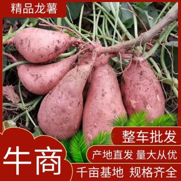 湖北精品龙九红薯一手货源，大量供应，产地直销代收代发，