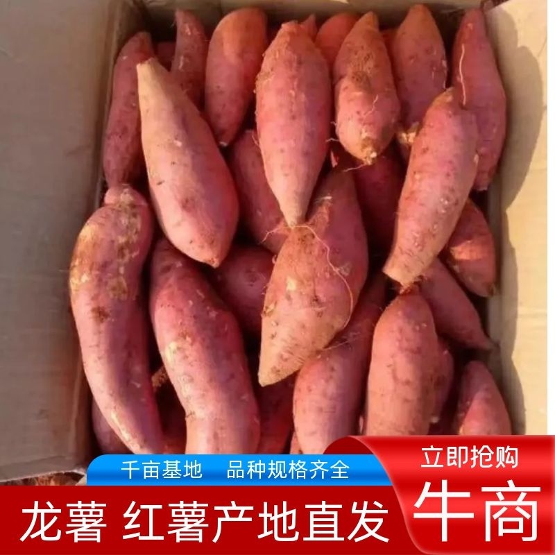 龙九，西瓜红紫罗兰产地直供一手货源，代收代发