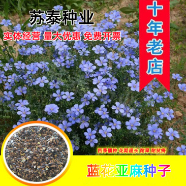 蓝花亚麻种子亚麻种籽花籽花种四季易活开花室内外多年生