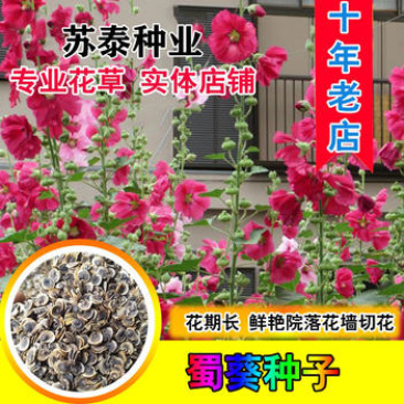 蜀葵种子春秋四季易种庭院多年生宿根花籽室外庭院花重瓣一丈