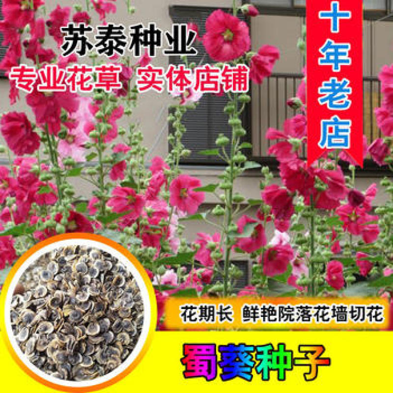 蜀葵种子春秋四季易种庭院多年生宿根花籽室外庭院花重瓣一丈