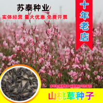 山桃草种子庭院春播花草秋播四季易种室内花卉种子阳台盆栽花