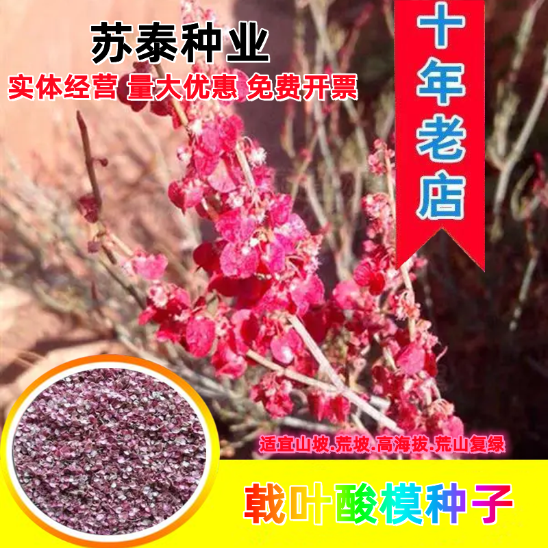 戟叶酸模种子林木种籽四季边坡护坡矿山生态修复恢复用种灌木