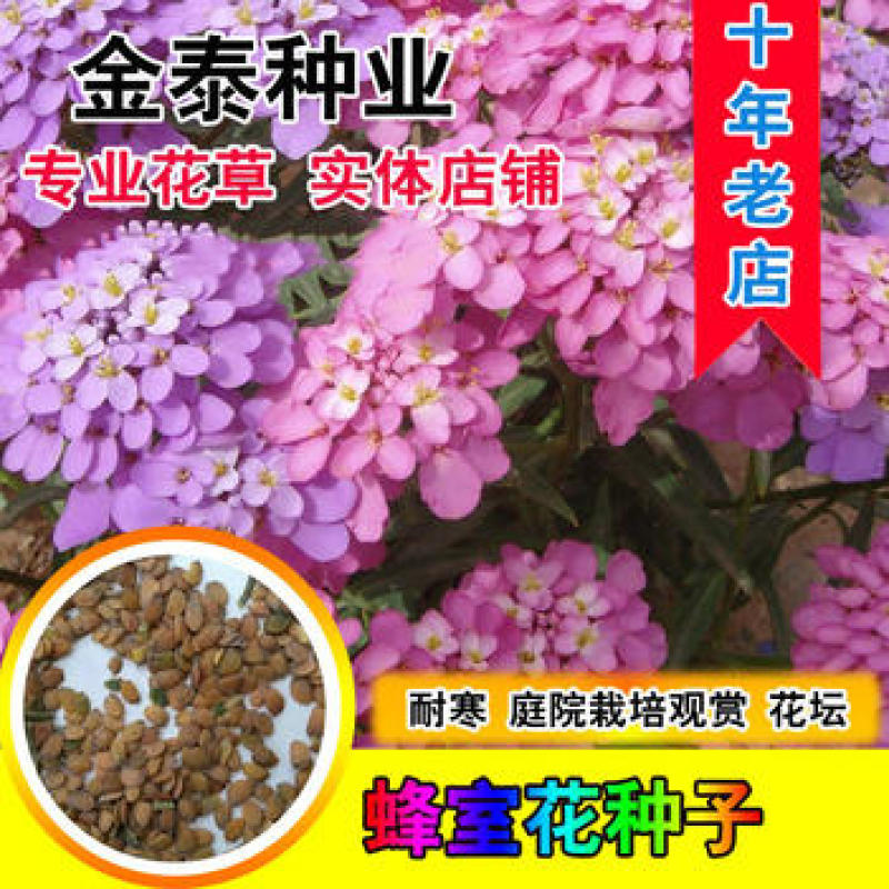 蜂室花种子矮生秋季物庭院屈曲花花籽花草室外花茂密观赏花坛