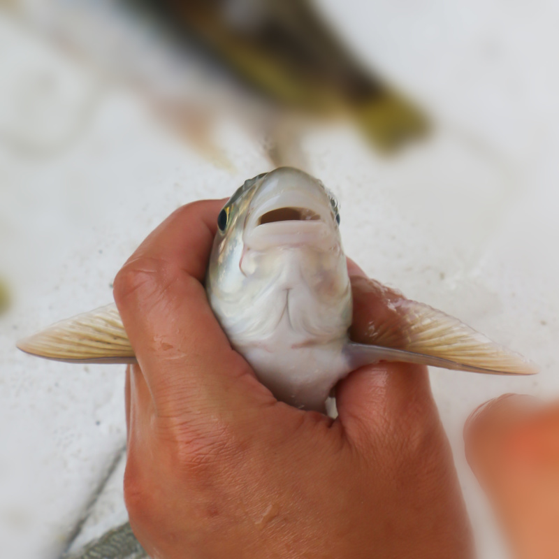 四川眉山雅鱼苗裂腹鱼细鳞鱼淡水养殖特种鱼苗包邮成活率高鱼