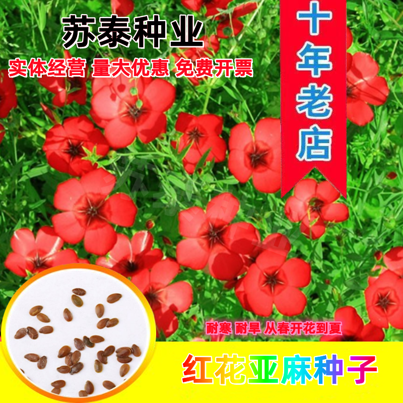 红亚麻种子芙蓉麻槿麻种子四季种易活室内阳台盆栽开花不断景