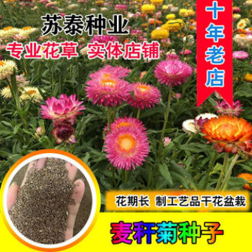 麦秆菊种子蜡菊花种子园林景观花海工程绿化花卉盆栽易活花种