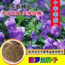 紫罗兰种子春冬花卉四季播阳台室内耐寒易种观赏价值高