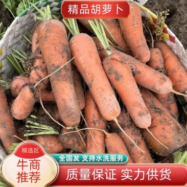 胡萝卜.水洗.土货.社区团购商超电商直供.支持各类包装