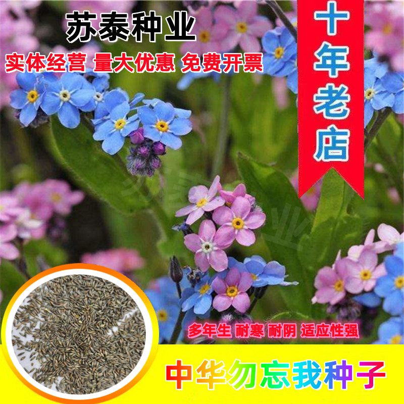 勿忘我种子四季易种花籽宿根多年生勿忘草庭院阳台盆栽花卉花