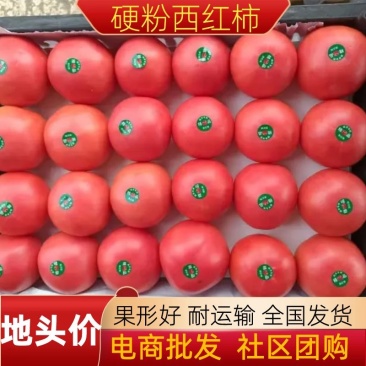 西红柿硬粉西红柿重庆硬粉西红柿果形好耐运输