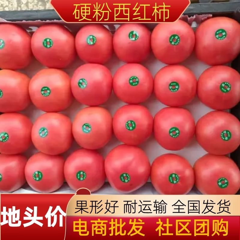 西红柿硬粉西红柿重庆硬粉西红柿果形好耐运输