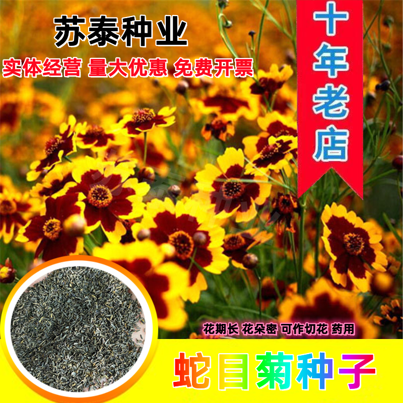 蛇目菊种子四季易种活的阳台盆栽绿植天山雪菊两色金鸡菊花籽