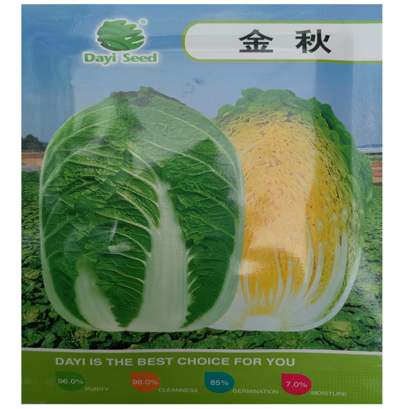 金秋抗病黄芯白菜种子春夏播大白菜种子早熟高产种子耐抽薹