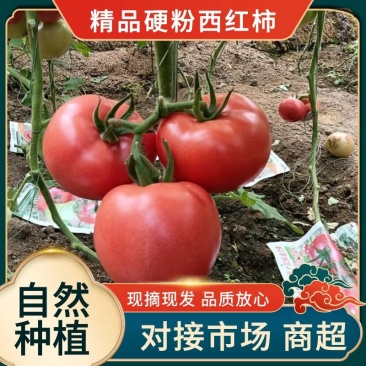 内蒙古赤峰硬粉西红柿上市啦！质量保证！电联洽谈合作