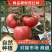 内蒙古赤峰硬粉西红柿上市啦！质量保证！电联洽谈合作