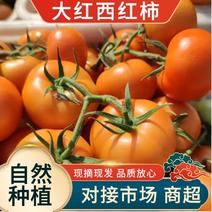 喀喇沁番茄之乡，精品西红柿大量上市中！质量杠杠滴！